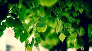 leaves bg